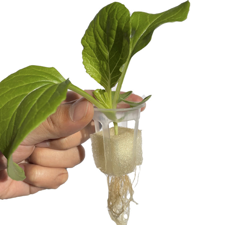 Net Pots (10 Pieces)